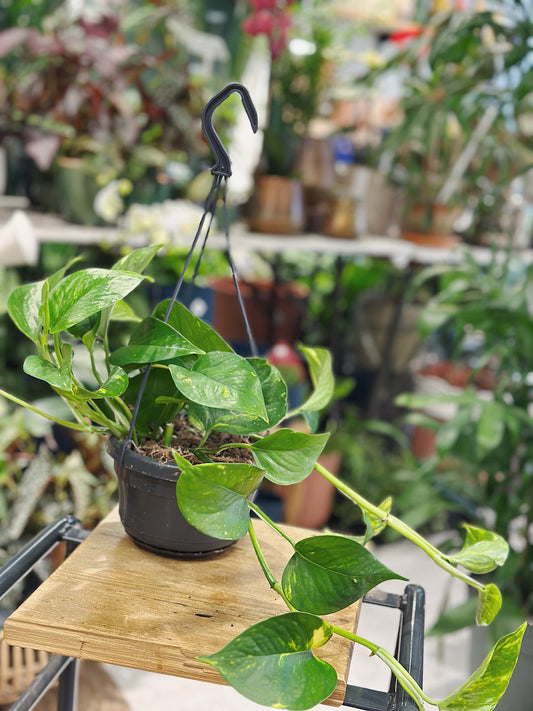 Epipremnum pinn 'Aureum' (scindapsus) hanging | Devil's Ivy