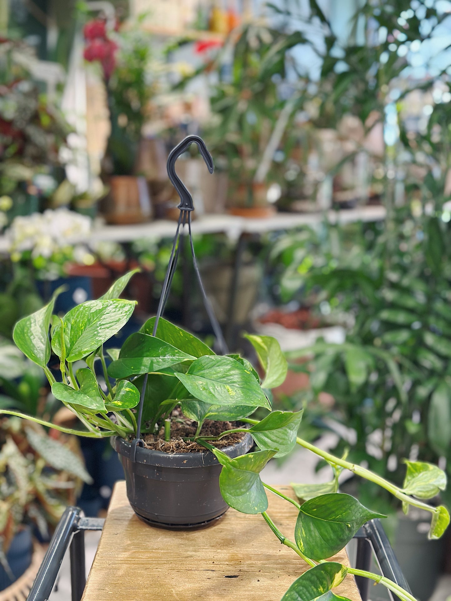 Epipremnum pinn 'Aureum' (scindapsus) hanging | Devil's Ivy