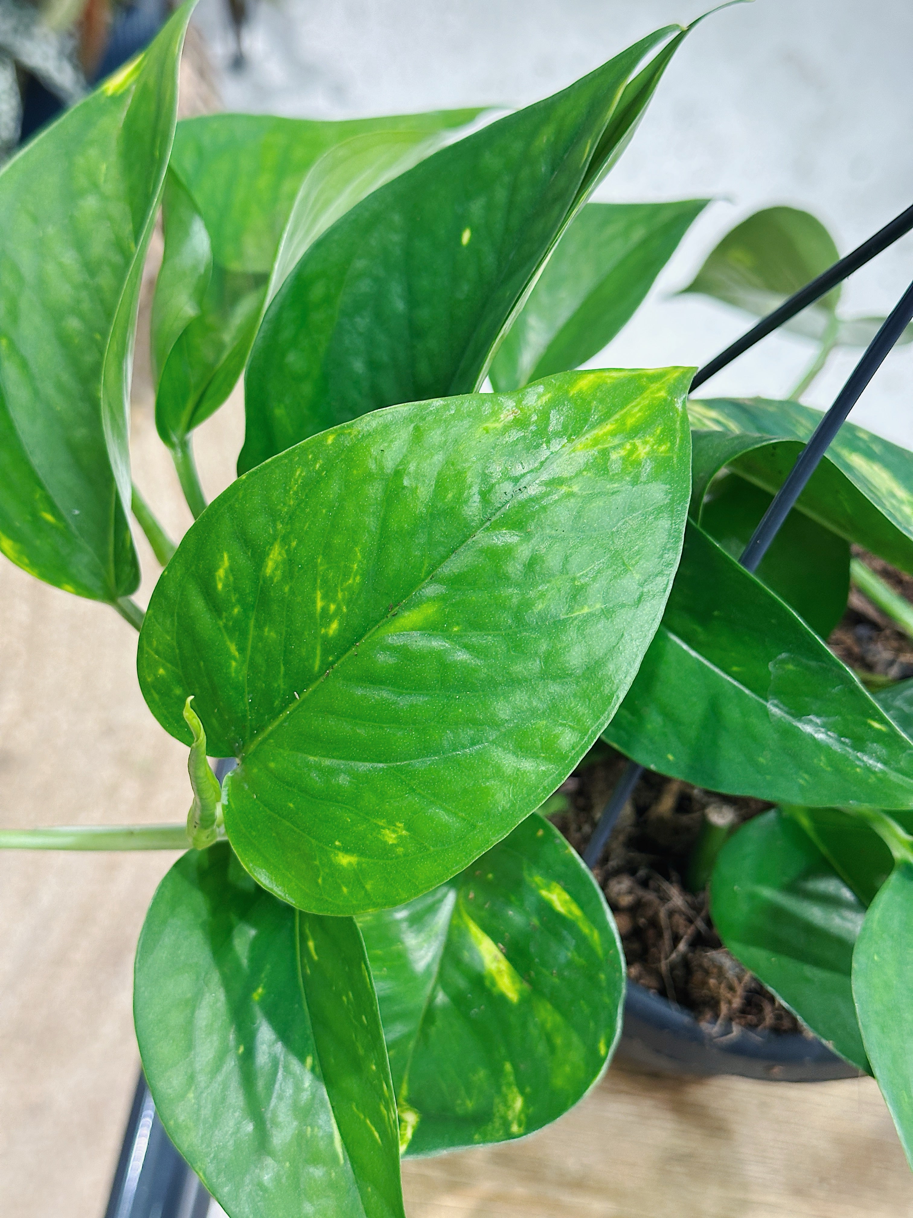 Devil's Ivy | Epipremnum pinnatum 'Aureum'