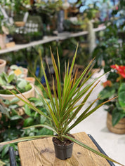 Corn Plant | Draceana 'Bicolor'