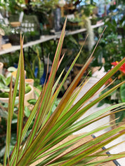 Corn Plant | Draceana 'Bicolor'