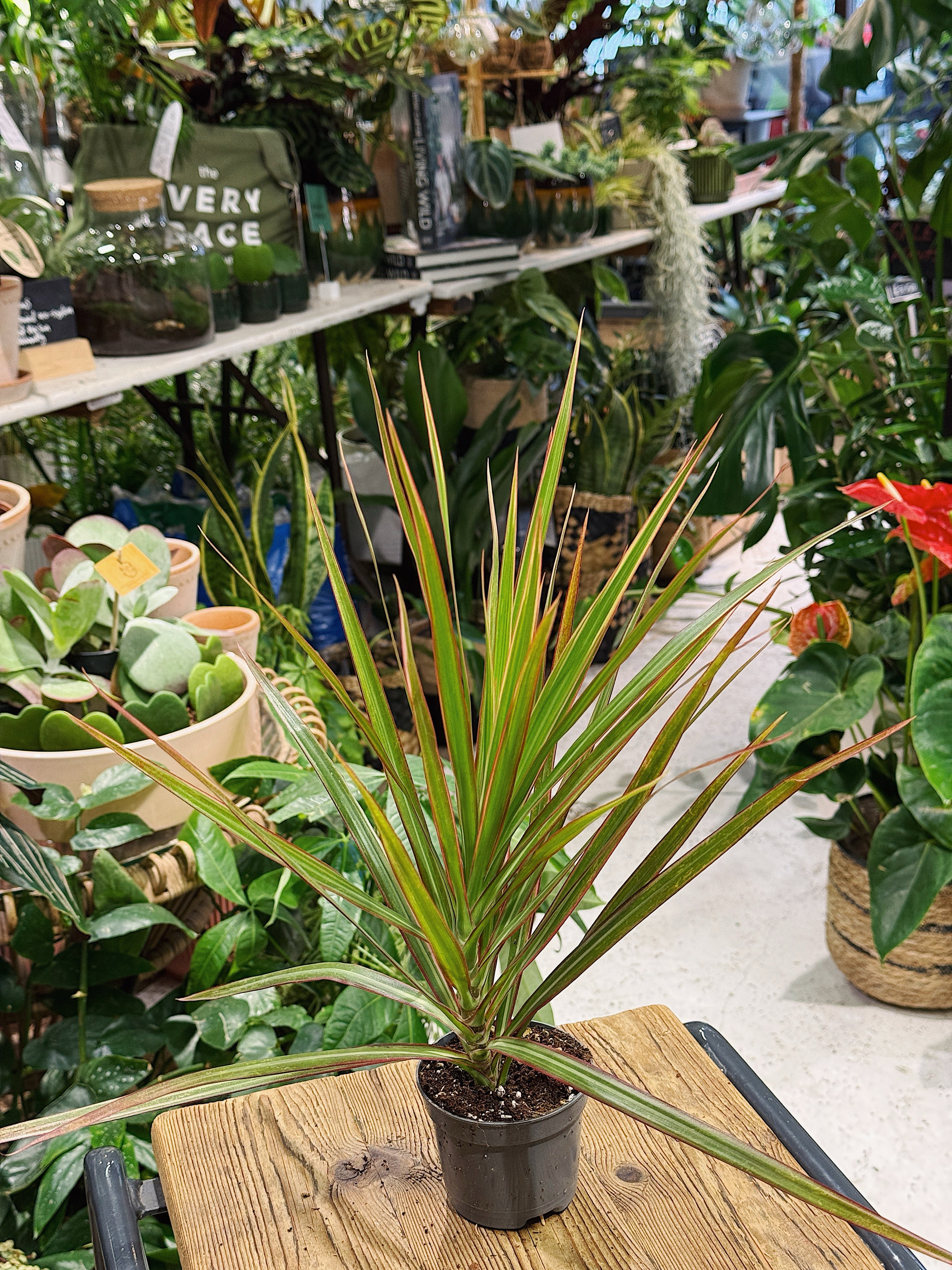 Corn Plant | Draceana 'Bicolor'