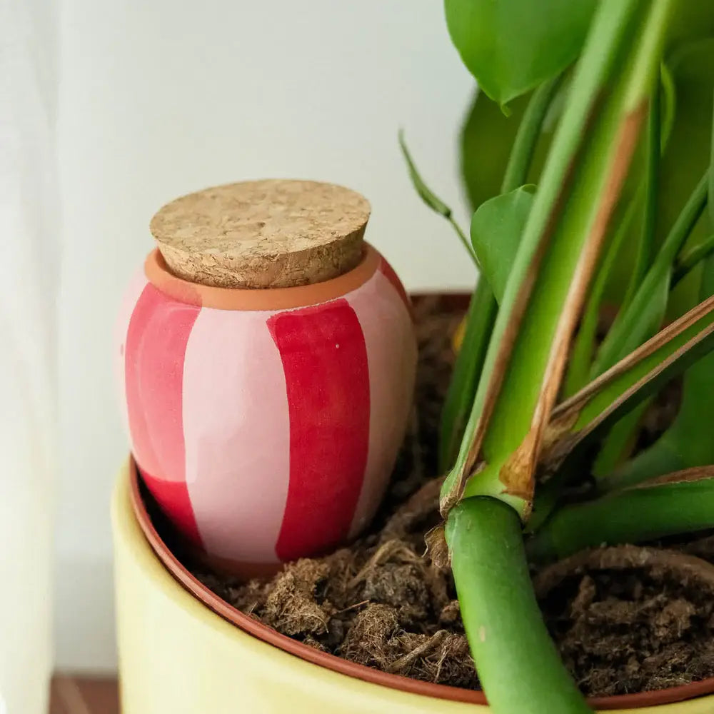 Olla Plant Waterer | Pink & Red Stripe