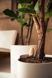 Smart Pebble | Plant Care