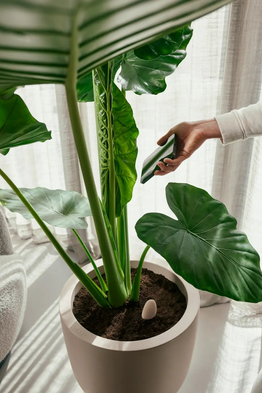 Smart Pebble | Plant Care