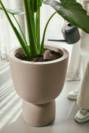 Smart Pebble | Plant Care