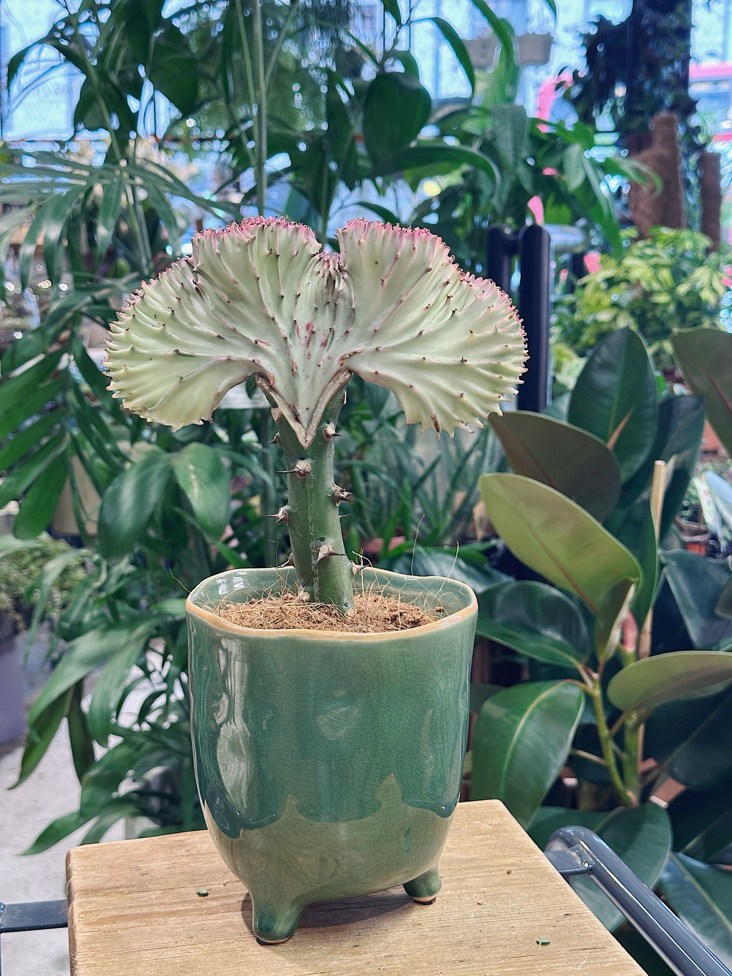 Euphorbia lactea Cristata | Crested Euphorbia