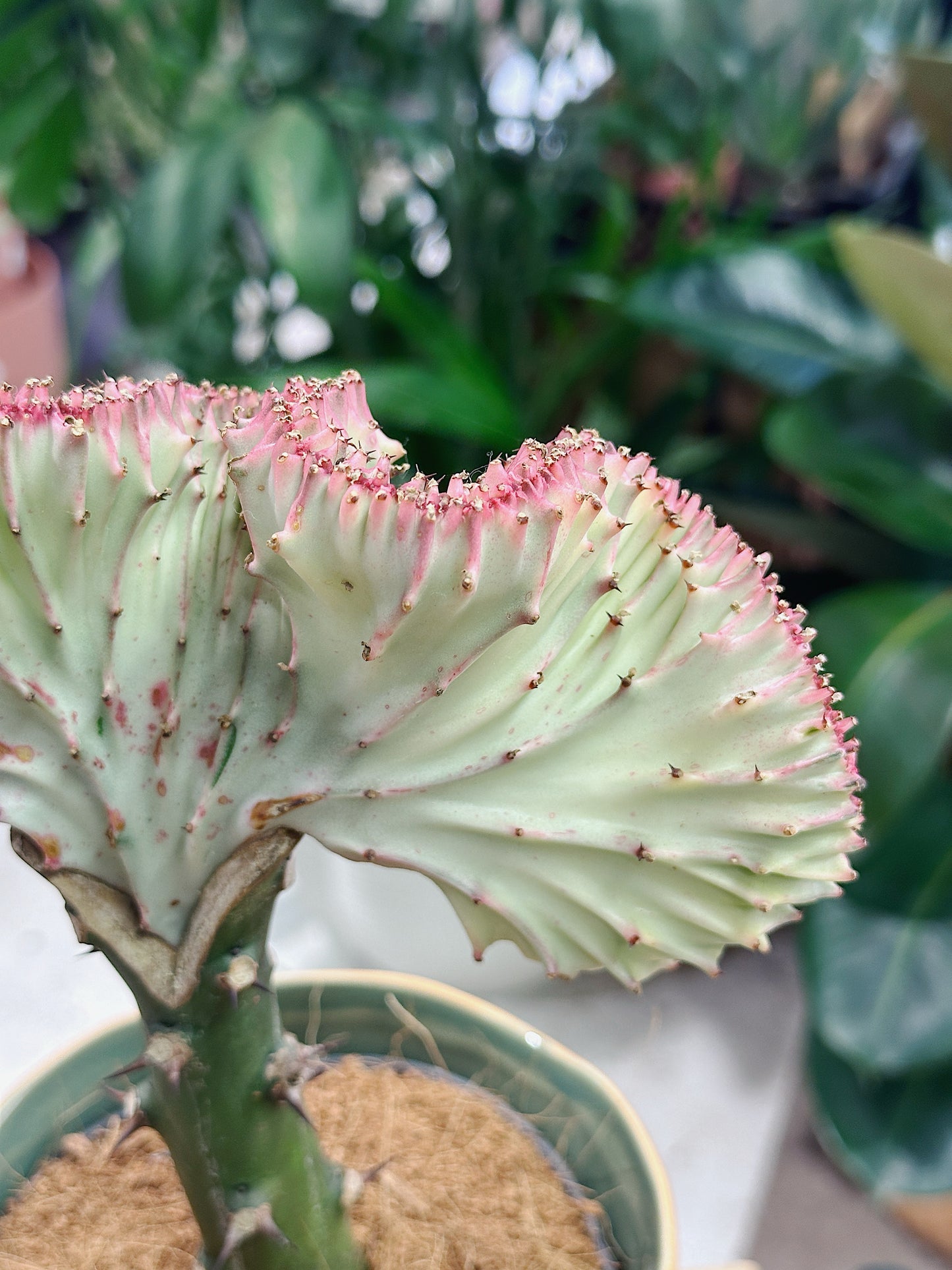Euphorbia lactea Cristata | Crested Euphorbia