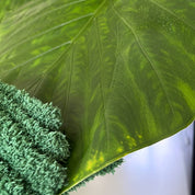 Leaf Love Gloves - Microfiber dusting gloves for plants