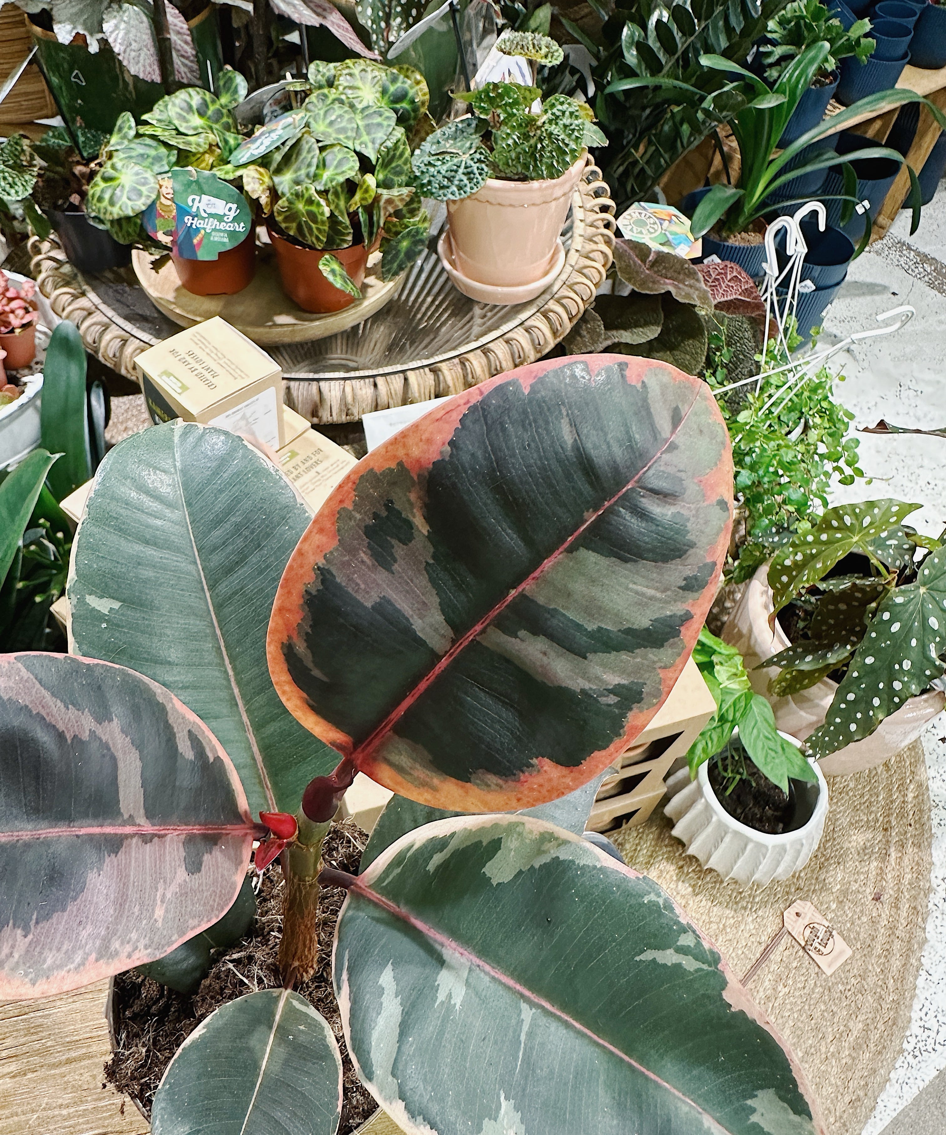 ficus-belize-pink-foliage.jpg
