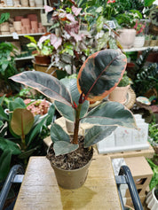 Ficus el Belize | Pink Rubber Plant