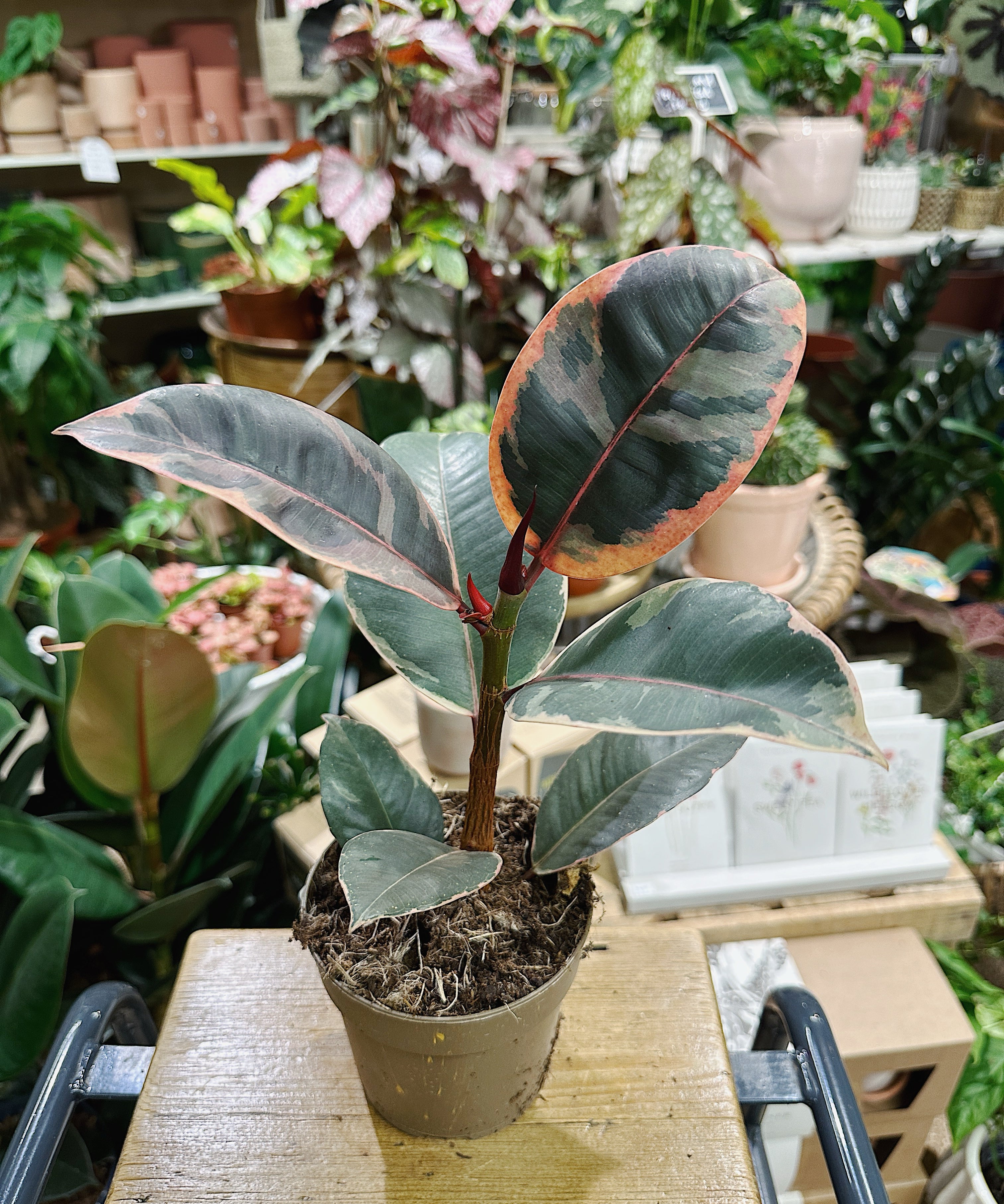 ficus-belize-pink.jpg