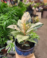 Ficus Elastica 'Shivereana' | Variegated Rubber Plant