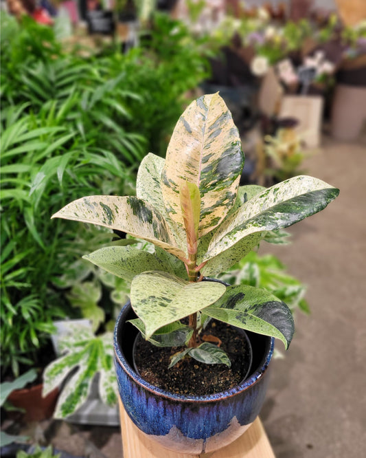 Ficus Elastica 'Shivereana' | Variegated Rubber Plant