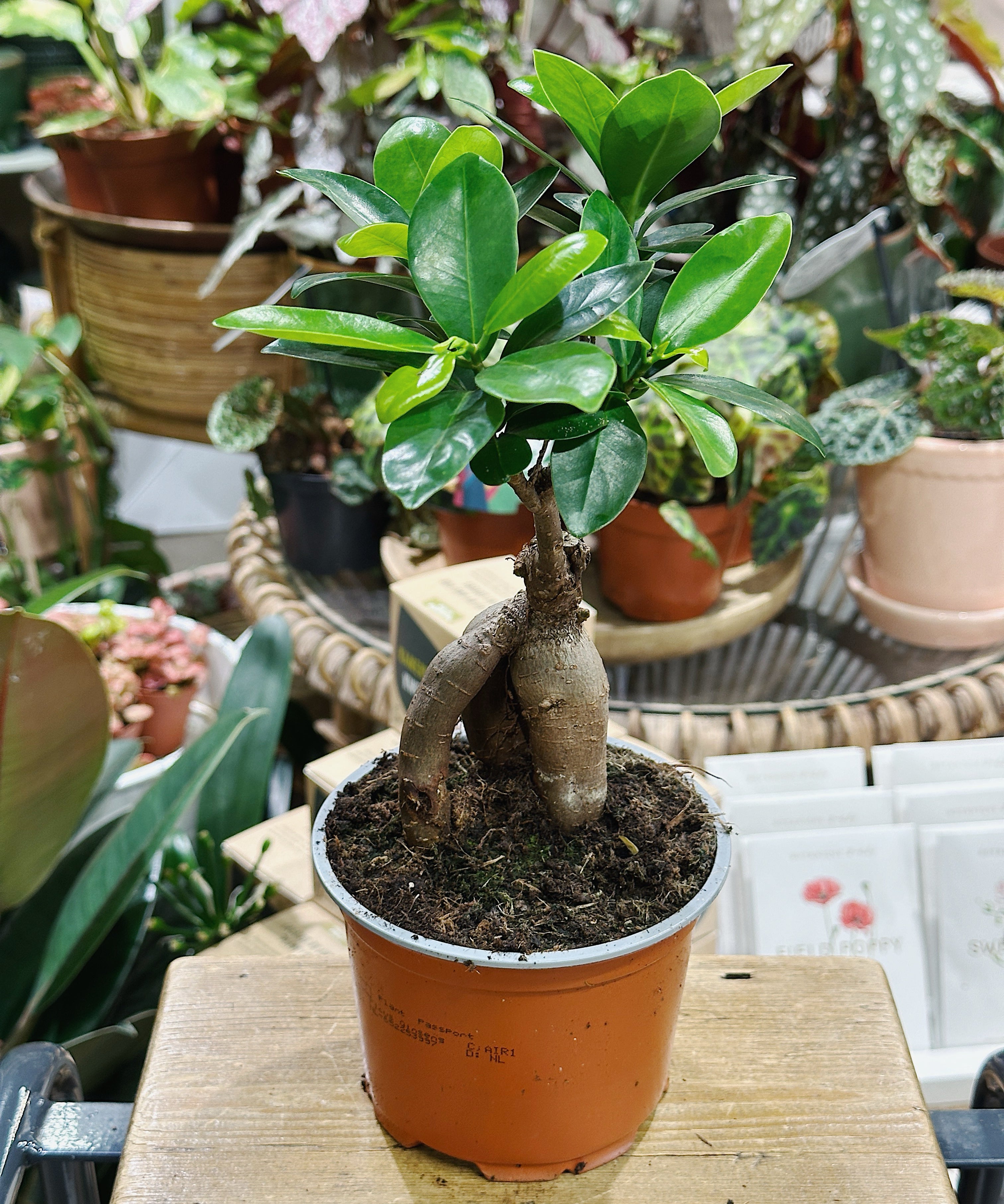 ficus-gingseng.jpg