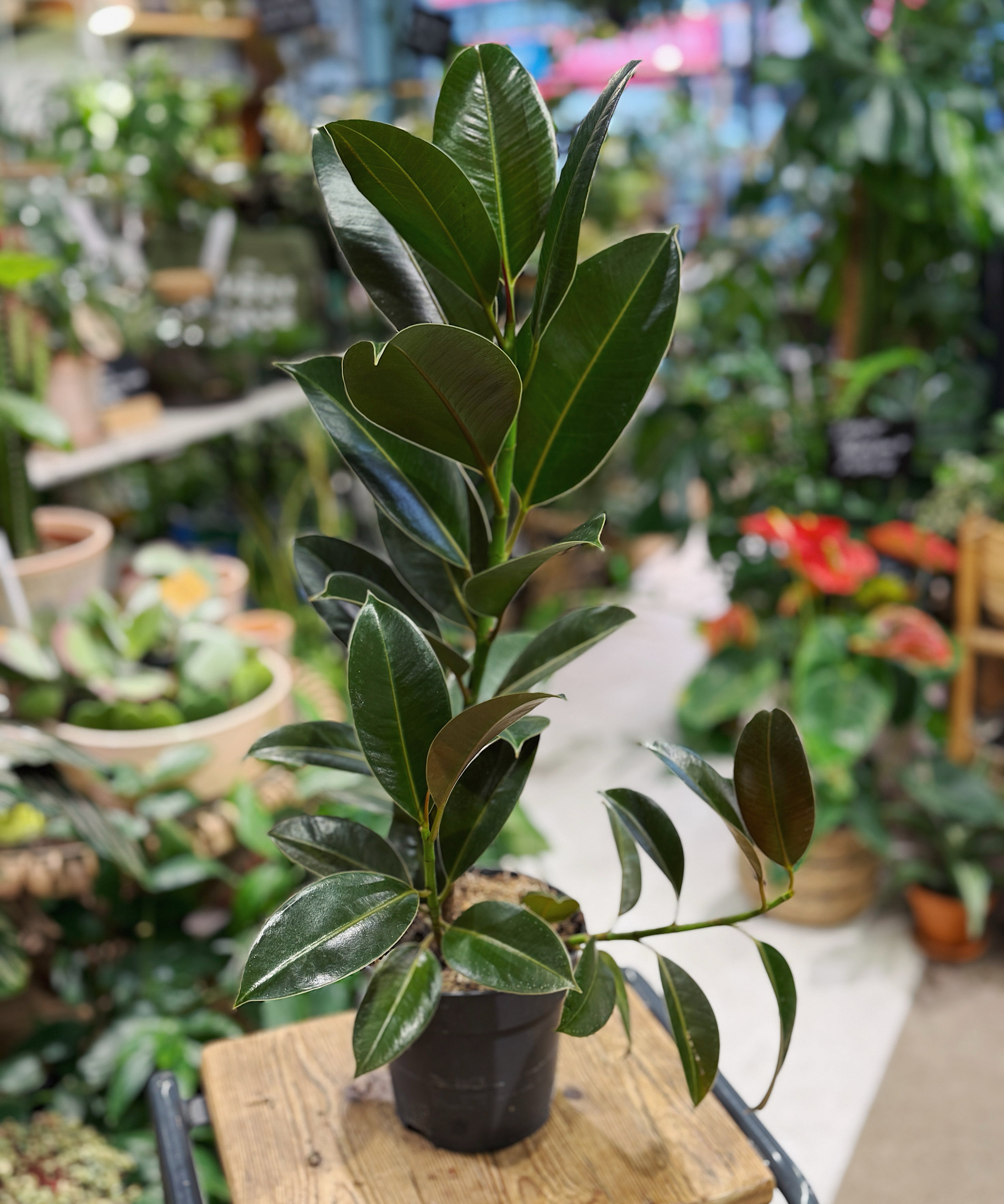 ficus-melany.jpg