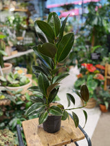 Ficus melany | Rubber Plant