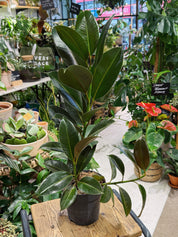 Rubber Plant | Ficus melany