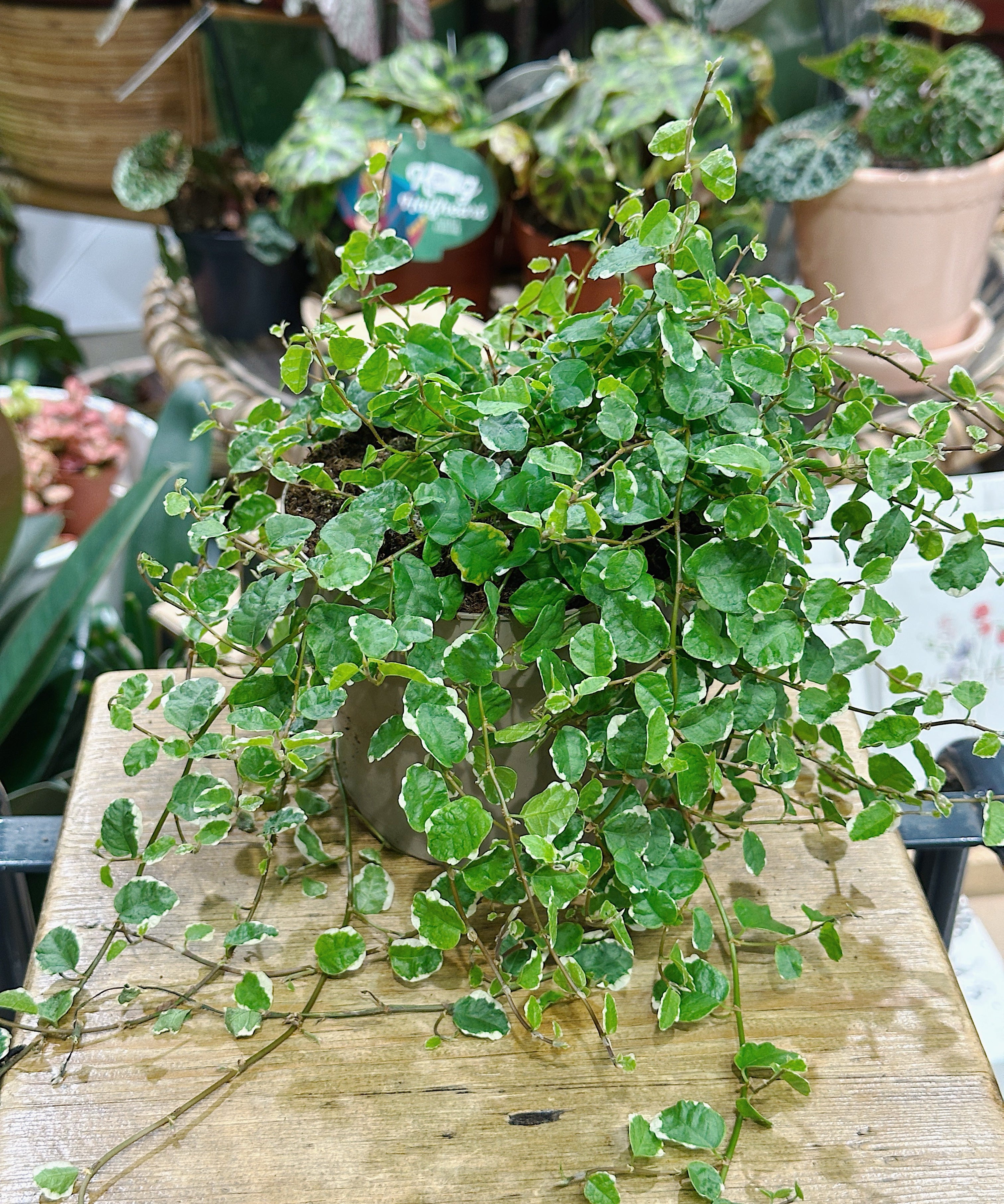 ficus-pumina-pot.jpg