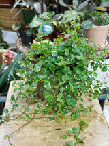 Ficus Pumila White Sunny | Climbing Fig