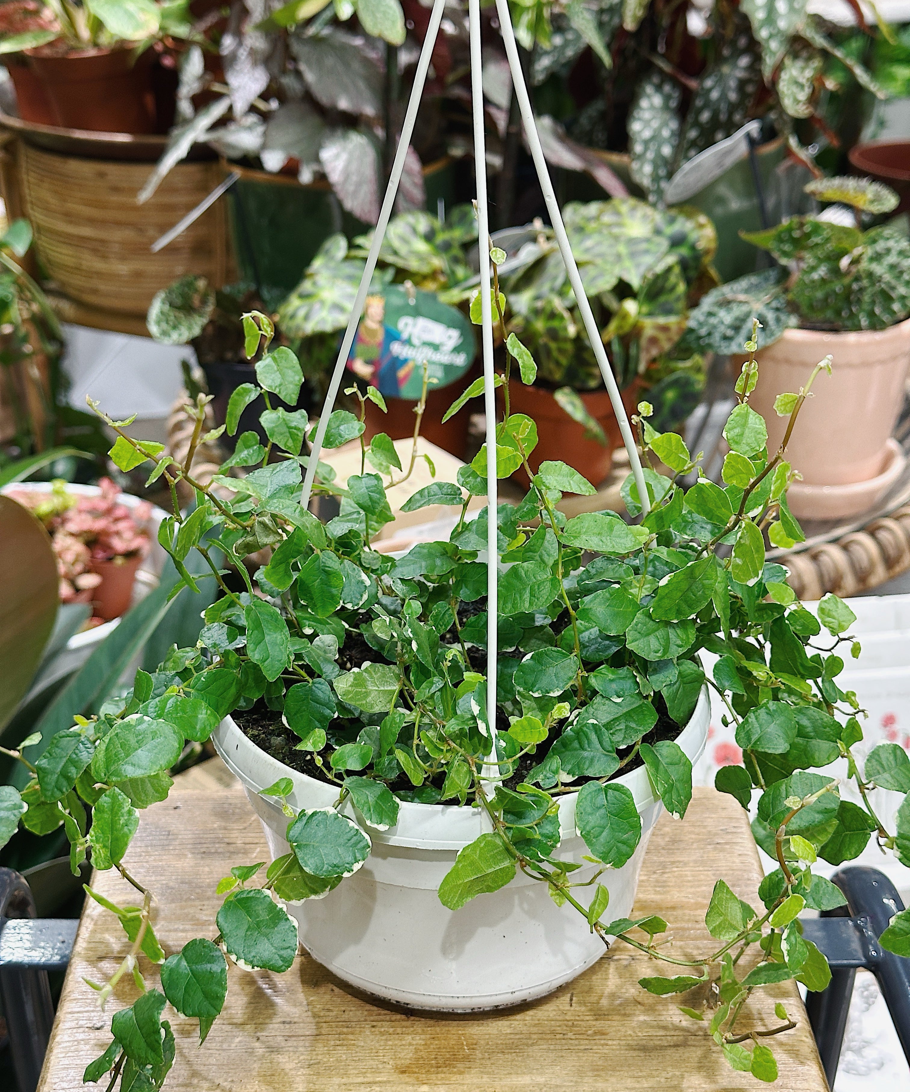 ficus-pumina-sunny-hanging.jpg