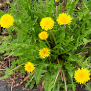 Foraging Wild Herbs Seed Collection