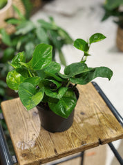 Epipremnum aureum 'Global Green'