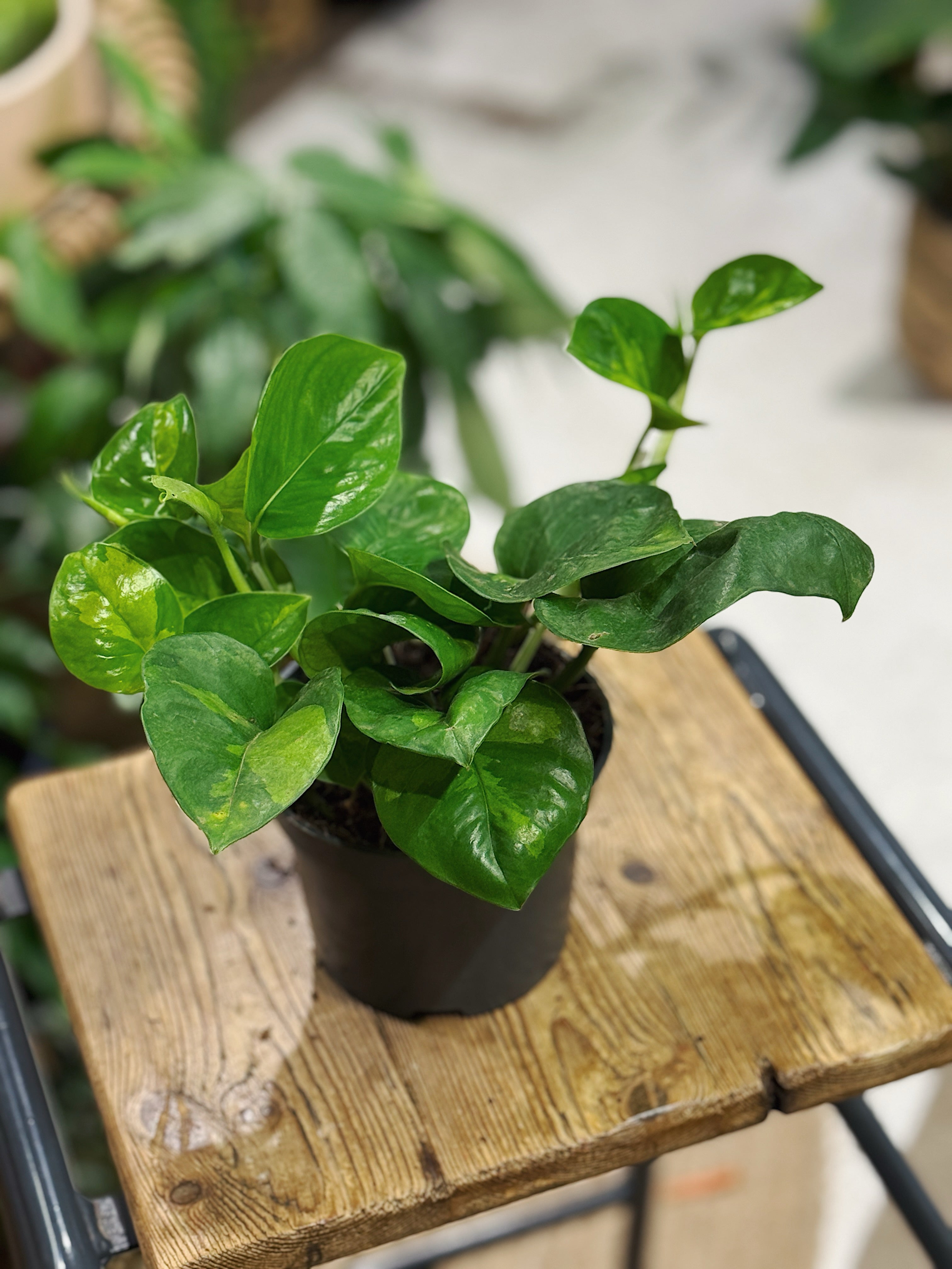 Epipremnum aureum 'Global Green'