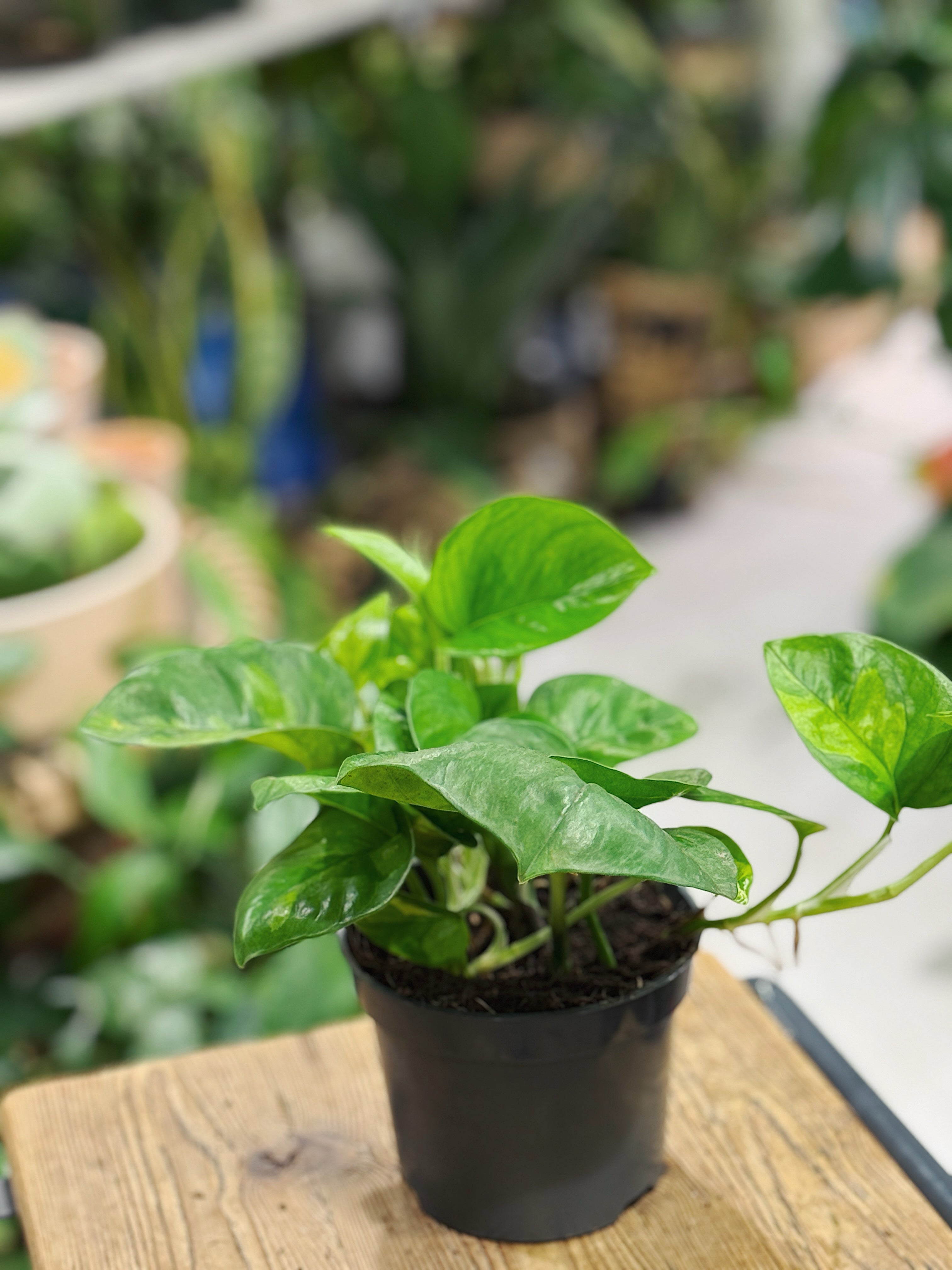 Epipremnum aureum 'Global Green'