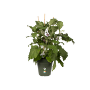 Green Basics Grow Pot | Leaf Green