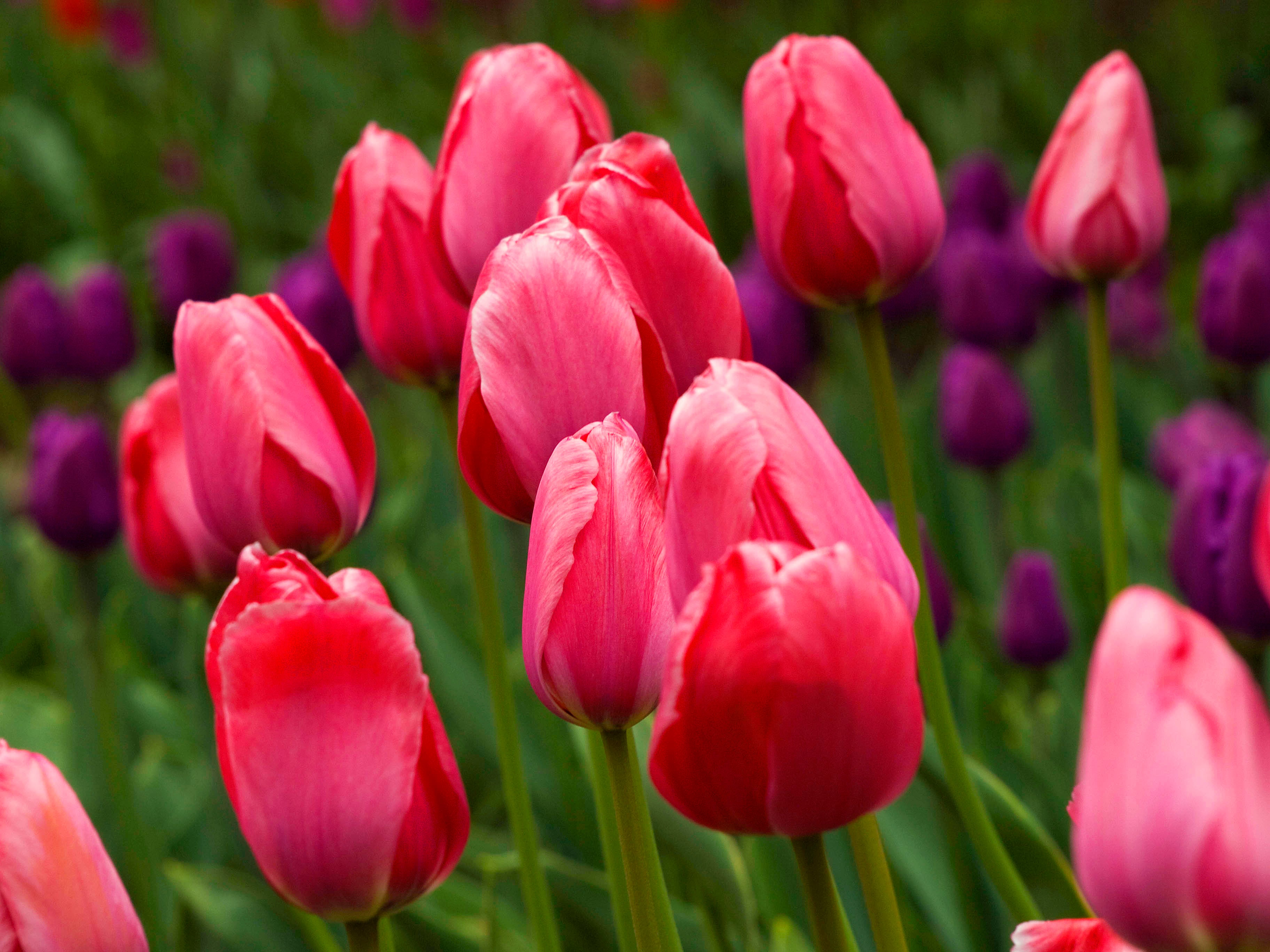 group-of-red-tulips.jpg