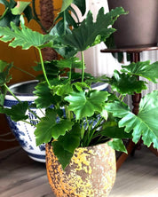 Houseplant Grow Sets