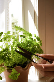 Herb Snippers (in Cotton Bag)