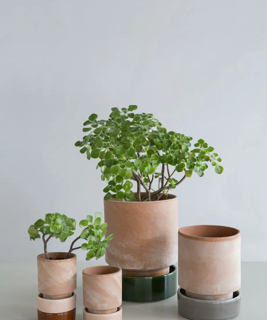 Saucer Glazed Finish for Hoff Pot Ø18cm