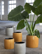 Glazed Shades Plant Pot | Honey Medium