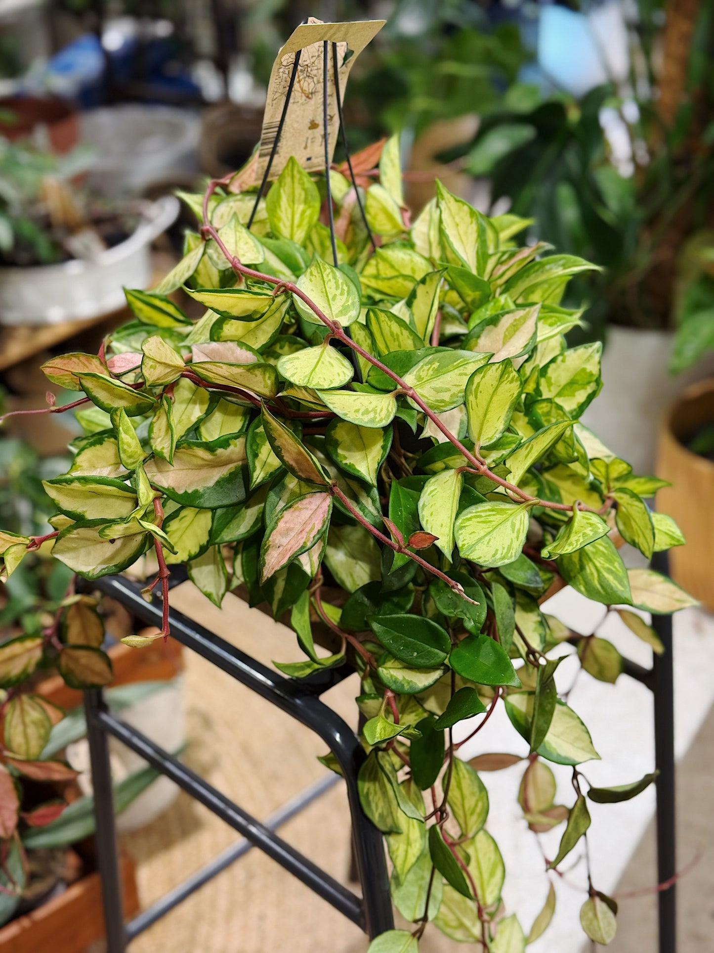 Hoya Carnosa Tricolor | Wax Plant