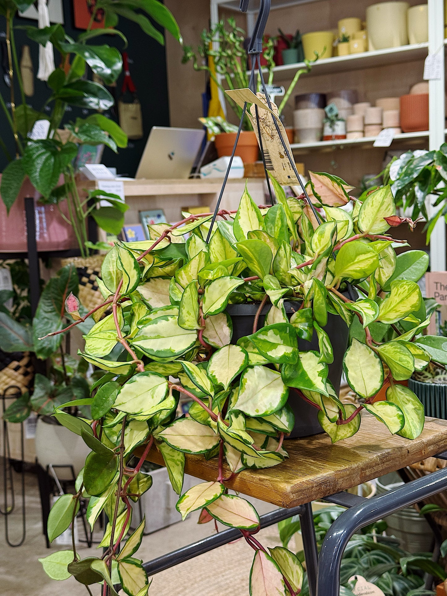 Hoya Carnosa Tricolor | Wax Plant