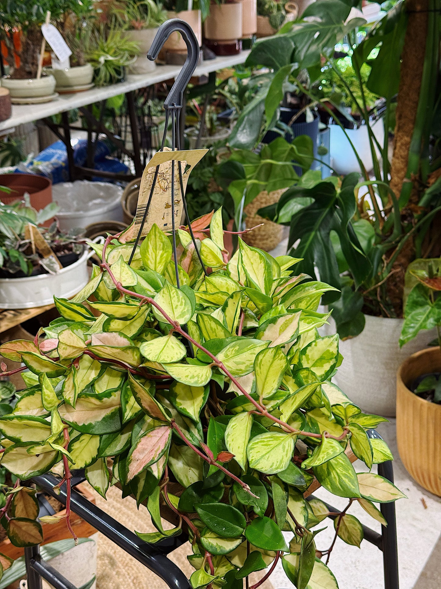Hoya Carnosa Tricolor | Wax Plant