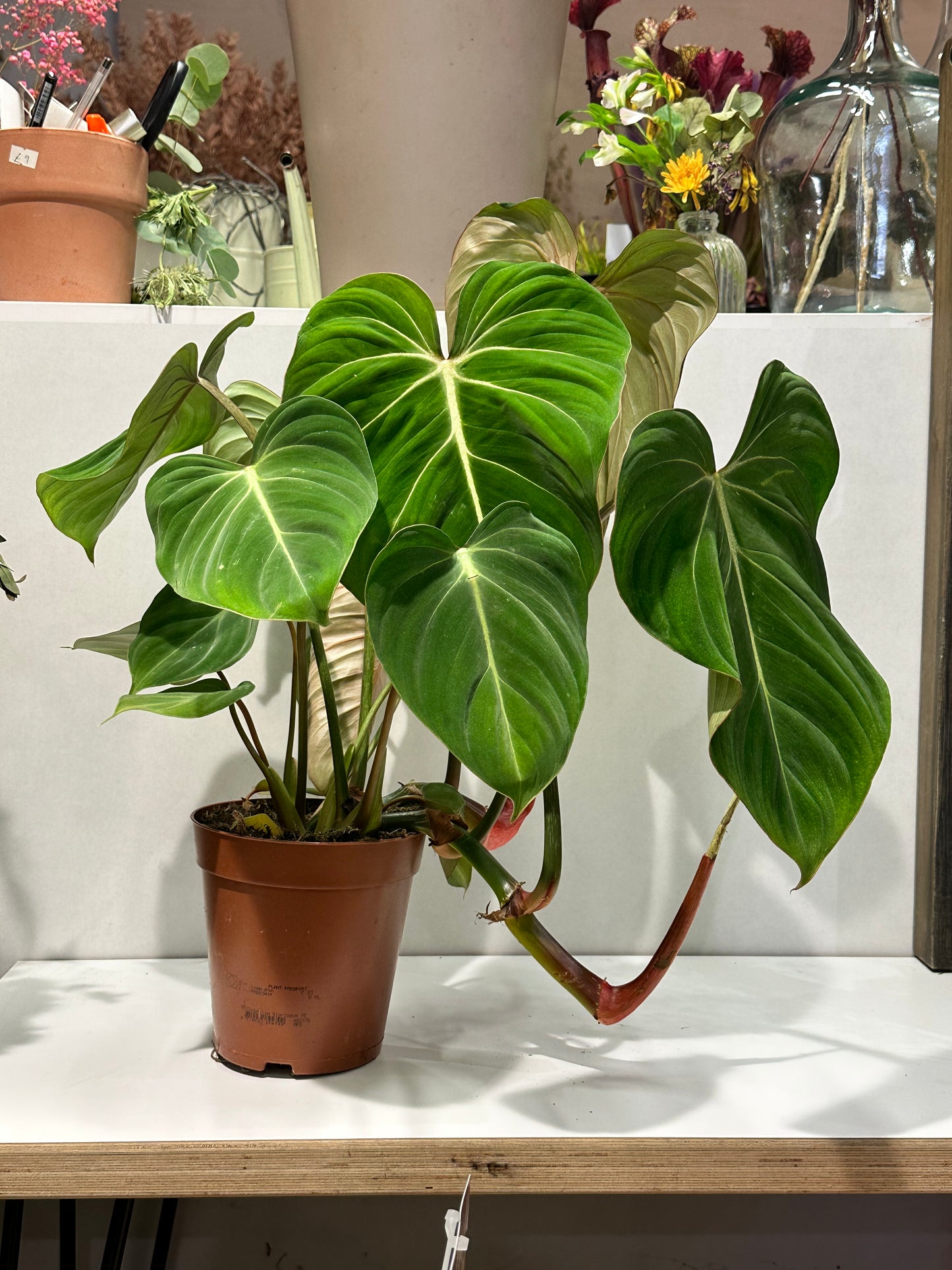 Philodendron gloriosum