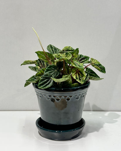 Peperomia cap Buenos Aires