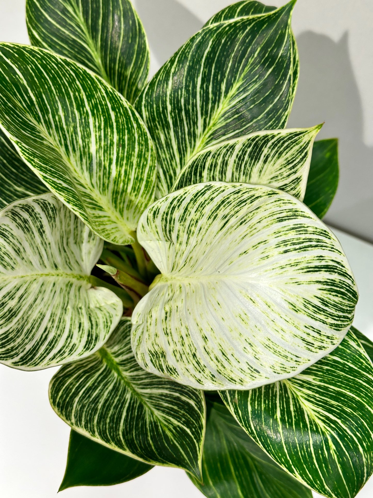 Philodendron 'White Stripe'