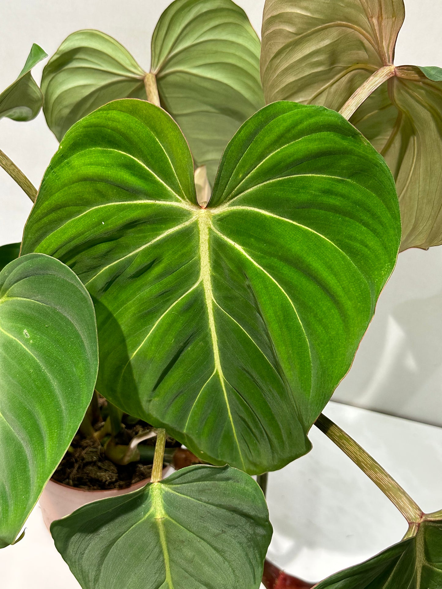 Philodendron gloriosum