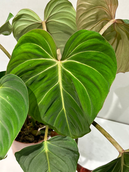 Philodendron gloriosum