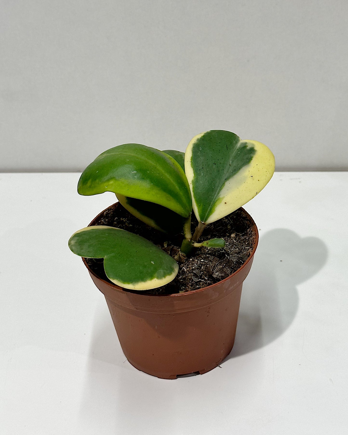 Lucky Heart Vine (Hoya kerrii) Variegated.