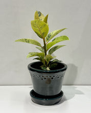 Moonshine ficus | Ficus el Shivereana