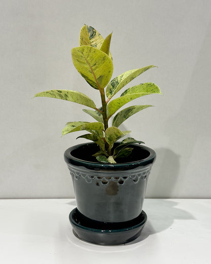 Moonshine ficus (Ficus el Shivereana)