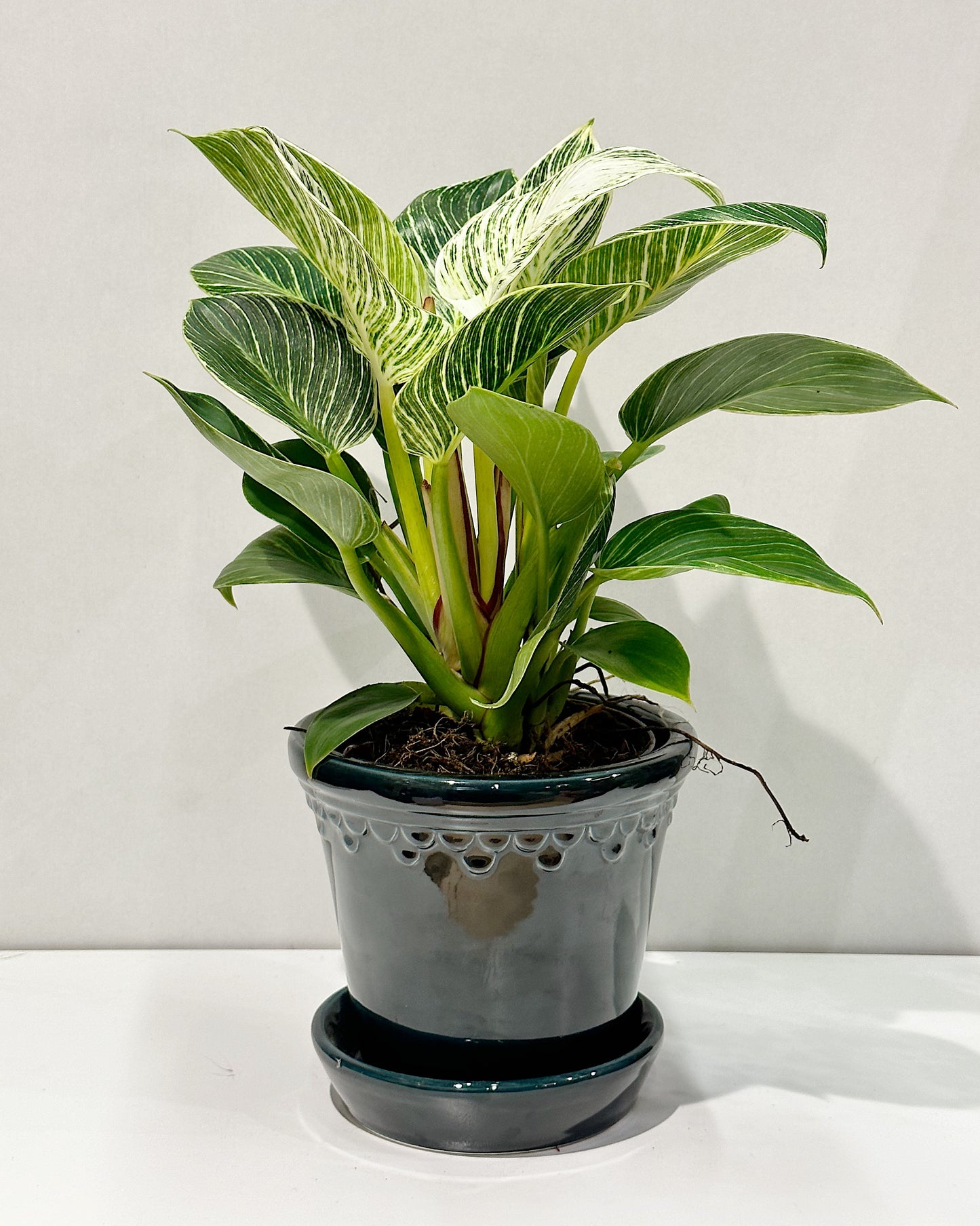 Philodendron 'White Stripe'