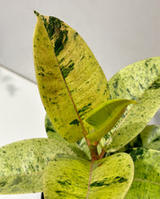 Moonshine ficus | Ficus el Shivereana