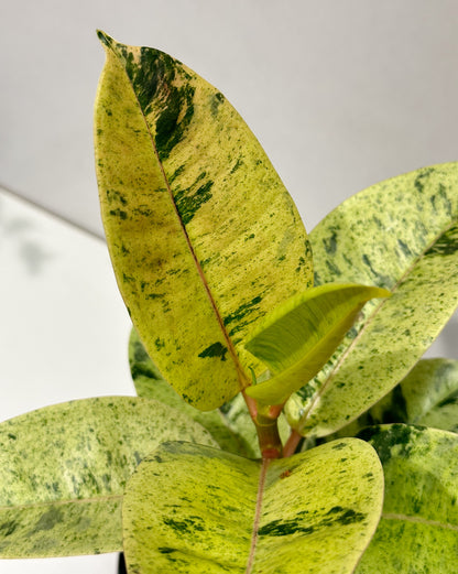 Moonshine ficus (Ficus el Shivereana)