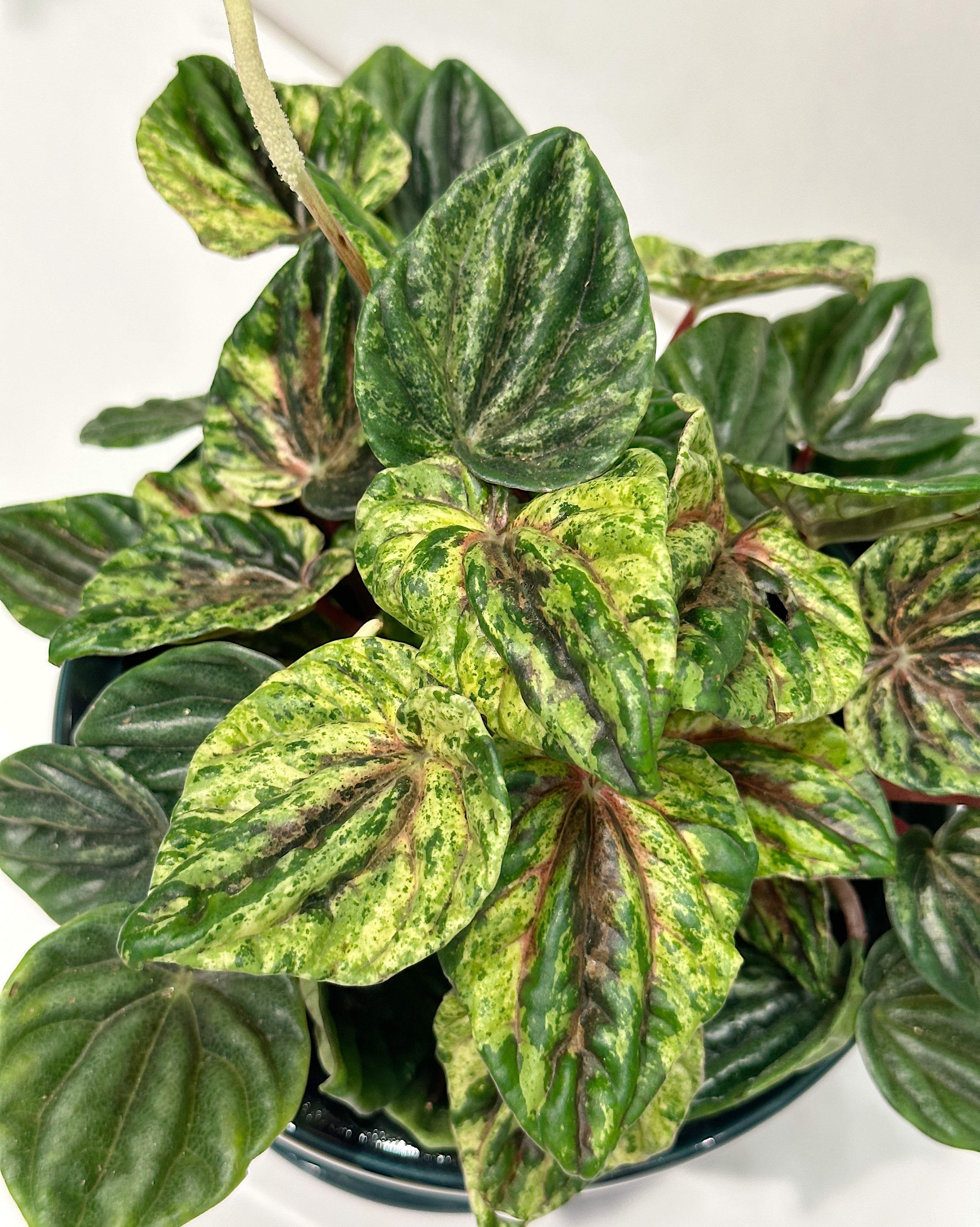 Peperomia caperata Buenos Aires